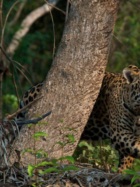 Lions and Tigers and Leopards in the Woods: 5 Destinations for Viewing Big Cats