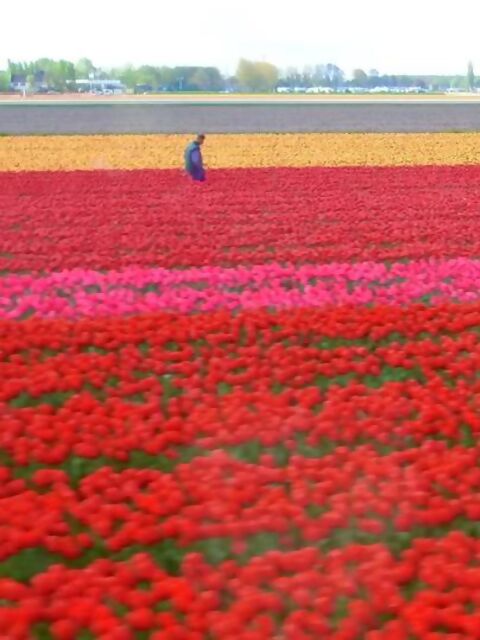 Video: The World's Largest Spring Flower Garden - in Full Bloom on a Tulip-Time River Cruise!
