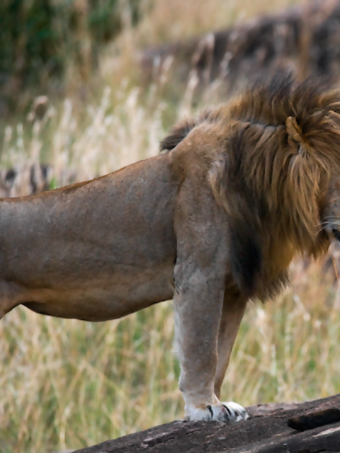 5 Little-Known Facts about Africa's 'Big Five' Animals